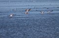 IMG_0770