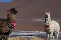 IMG_1437