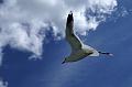 Norvege_129